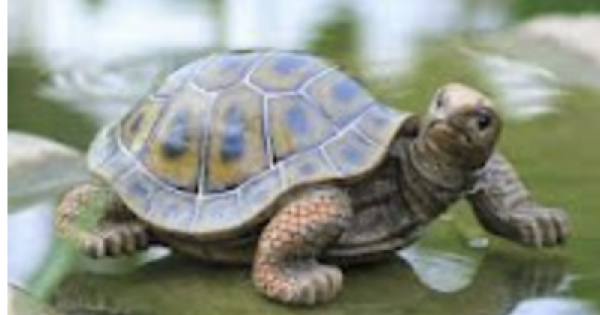 Turtle-600x315w.png